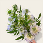 Pale Blue Scabious Stem