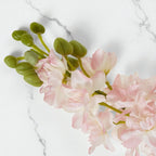 Pale Pink Elatum Delphinium