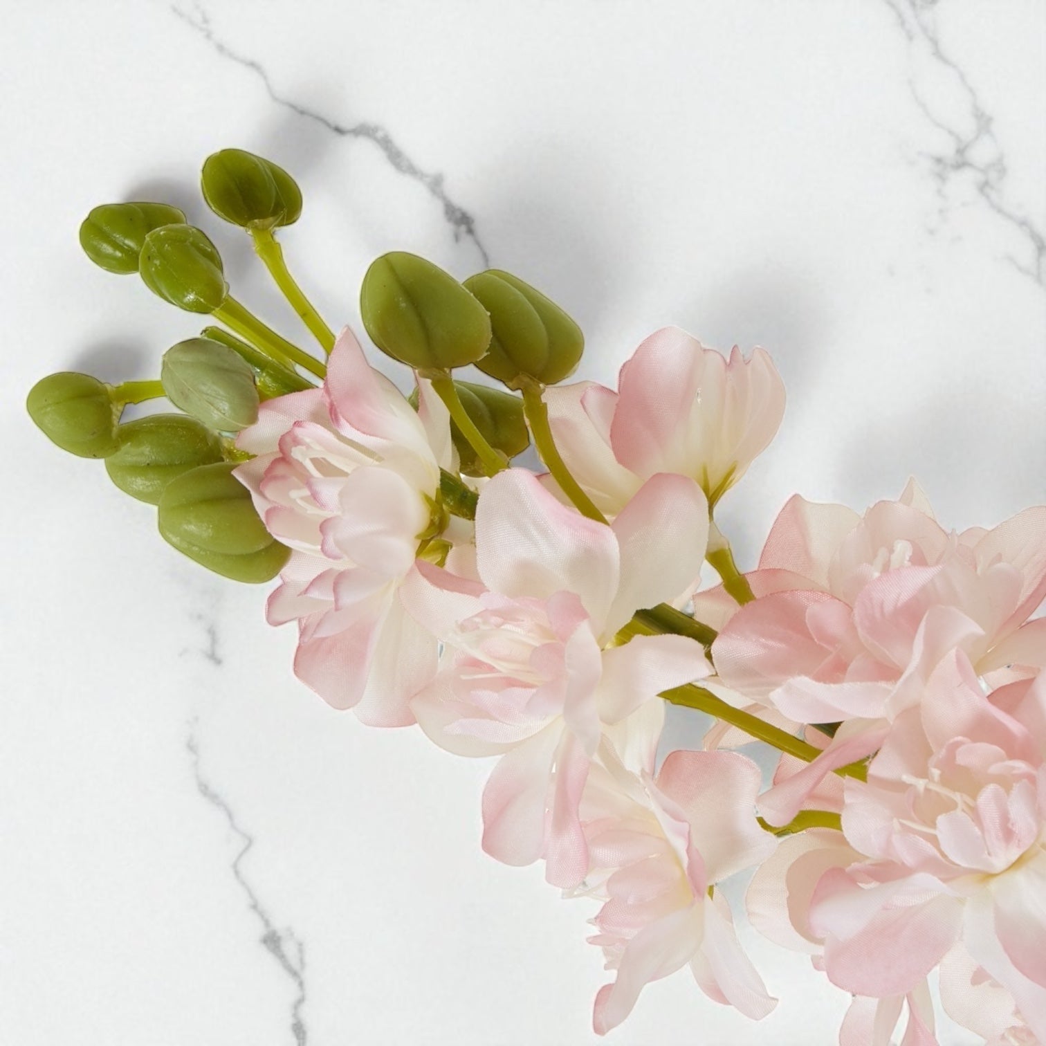 Pale Pink Elatum Delphinium