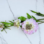 Pale Pink Scabious Stem