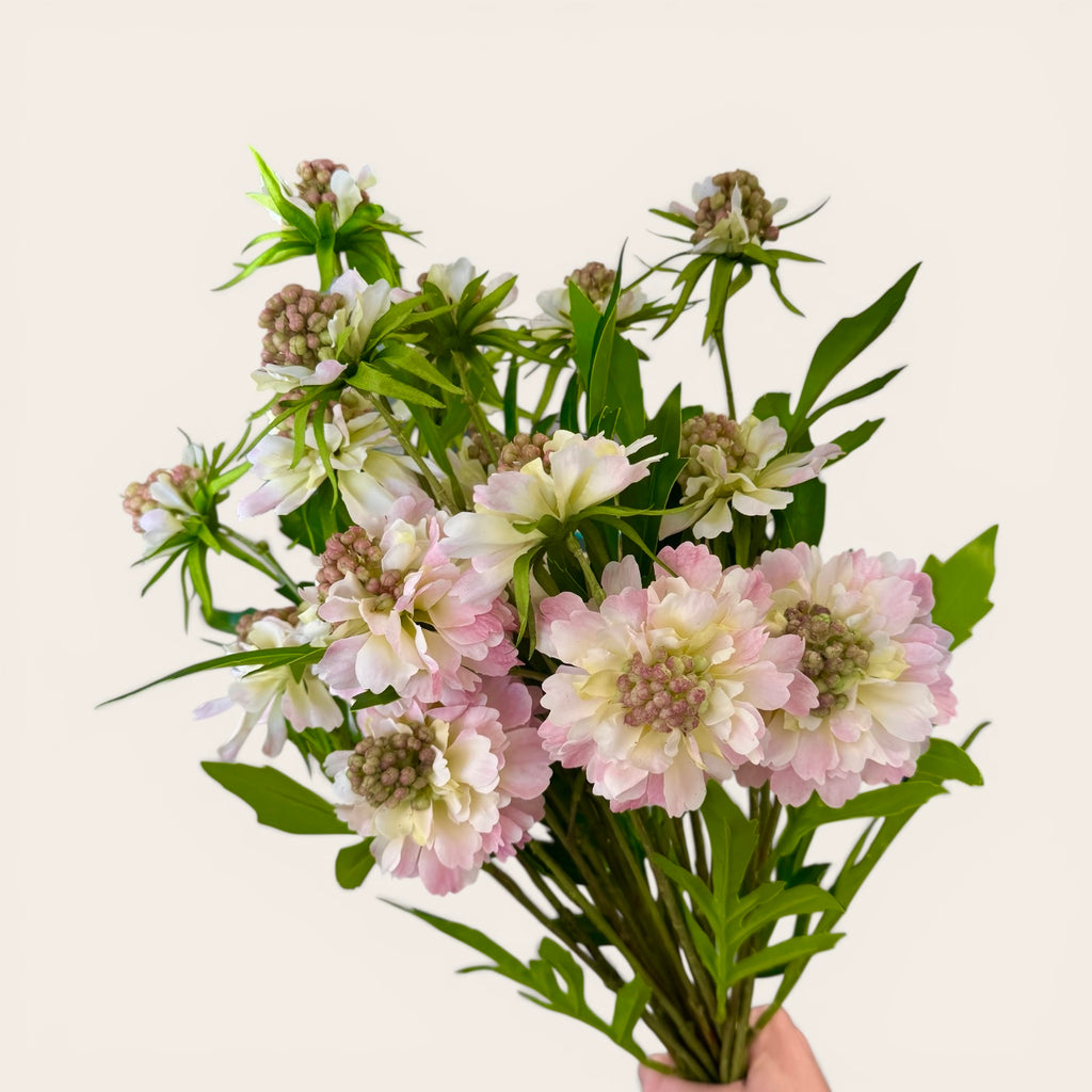 Pale Pink Scabious Stem