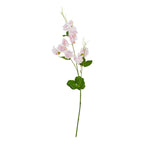 Pink Sweetpea Stem