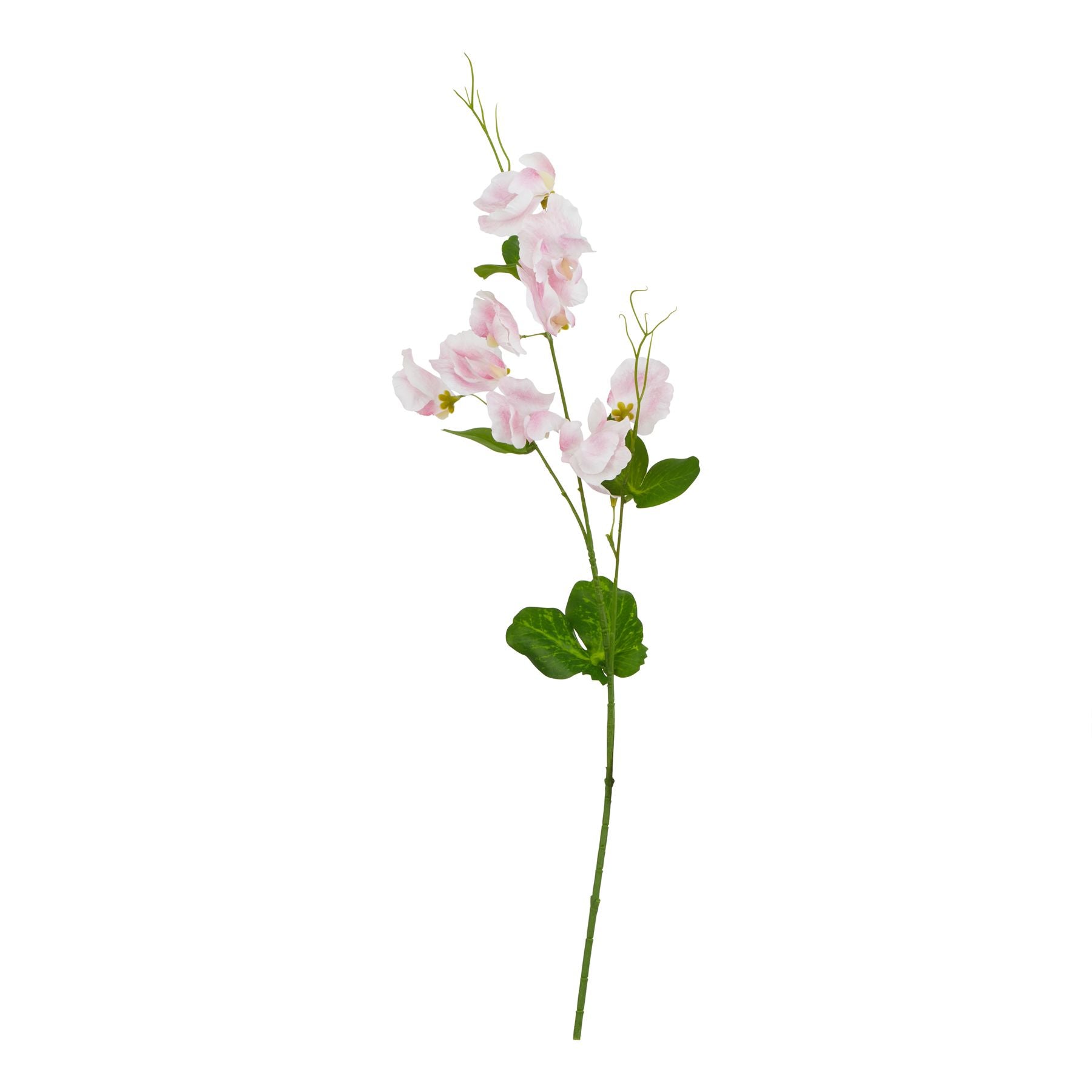 Pink Sweetpea Stem