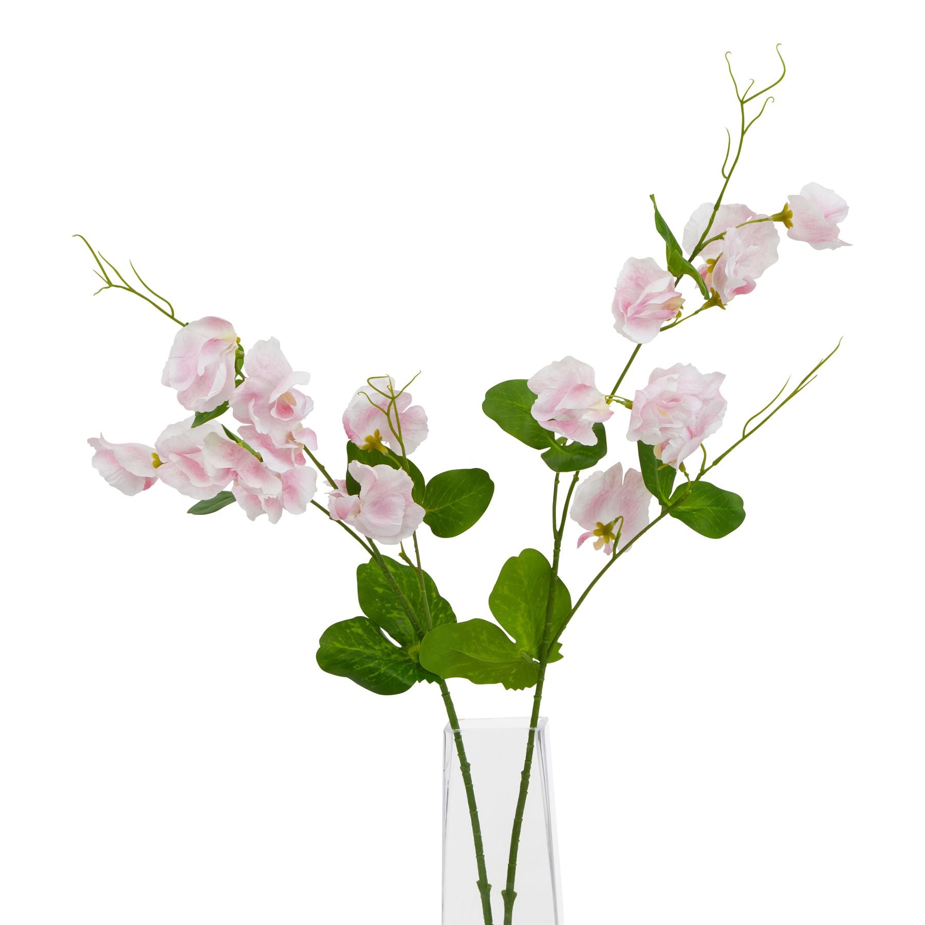 Pink Sweetpea Stem