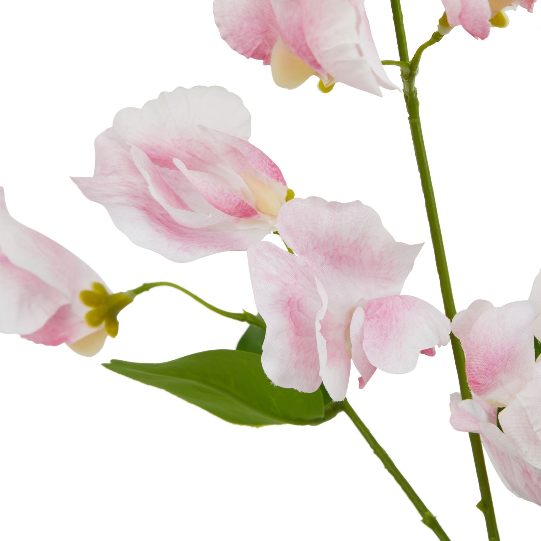 Pink Sweetpea Stem