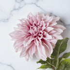 Pink Dahlia