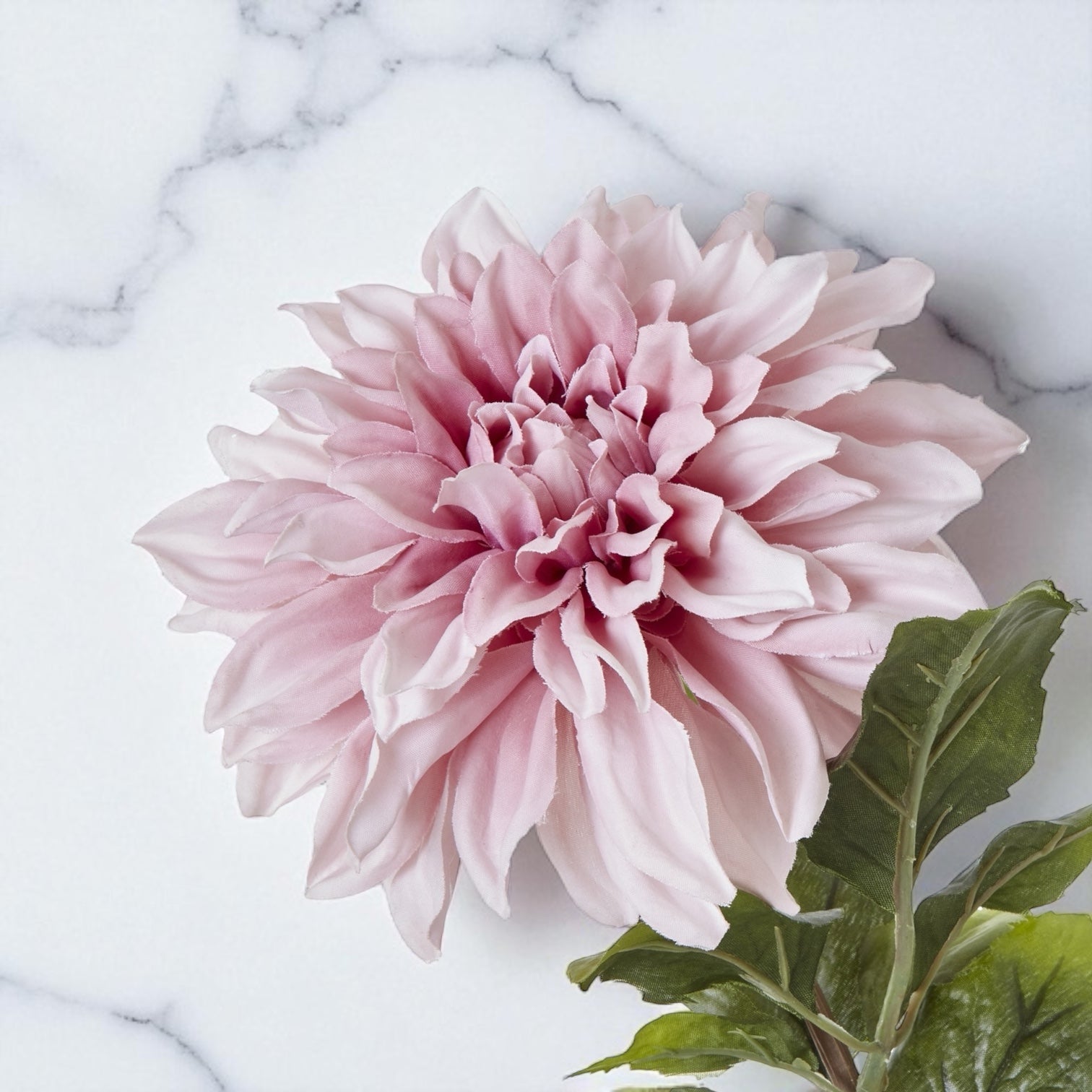 Pink Dahlia