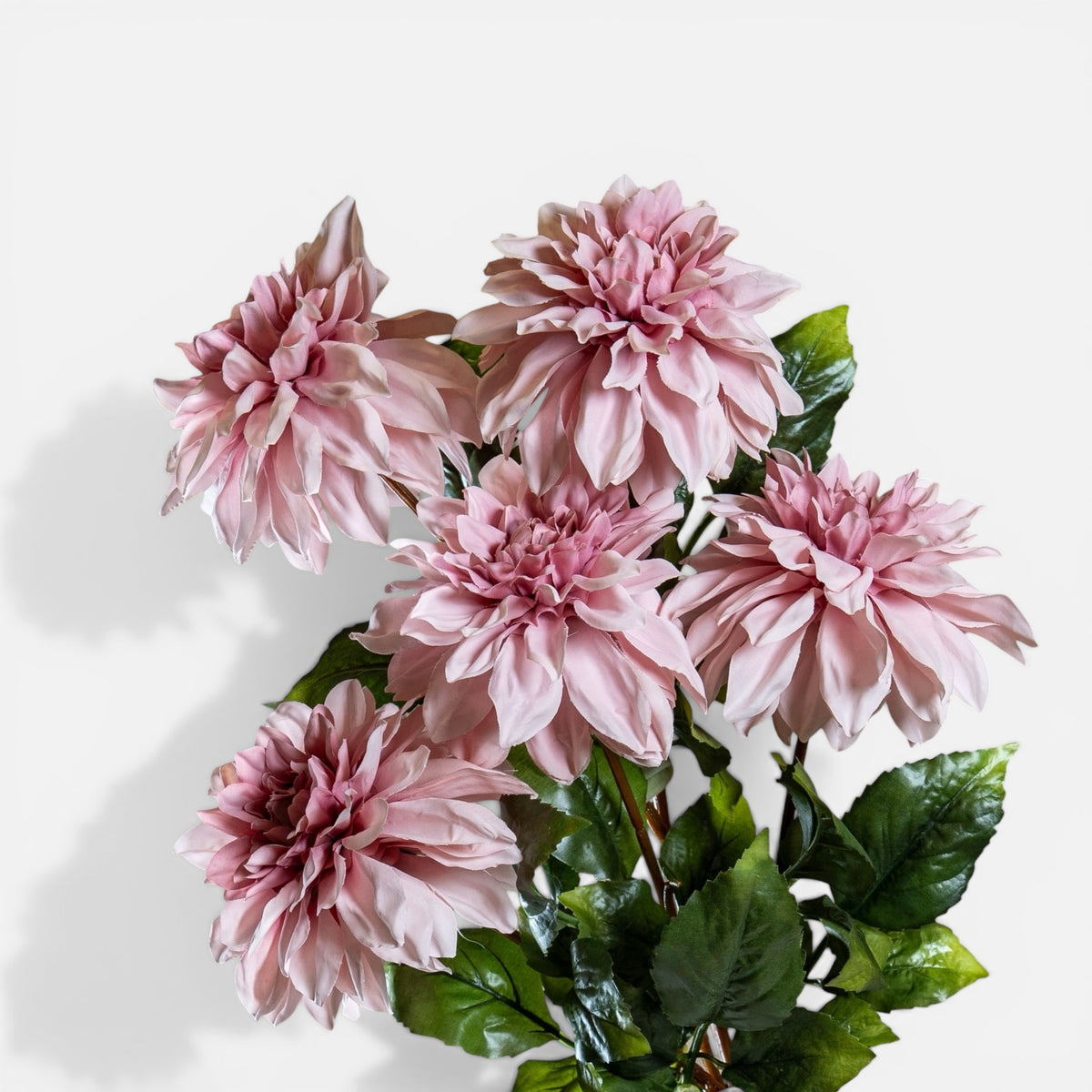 Pink Dahlia