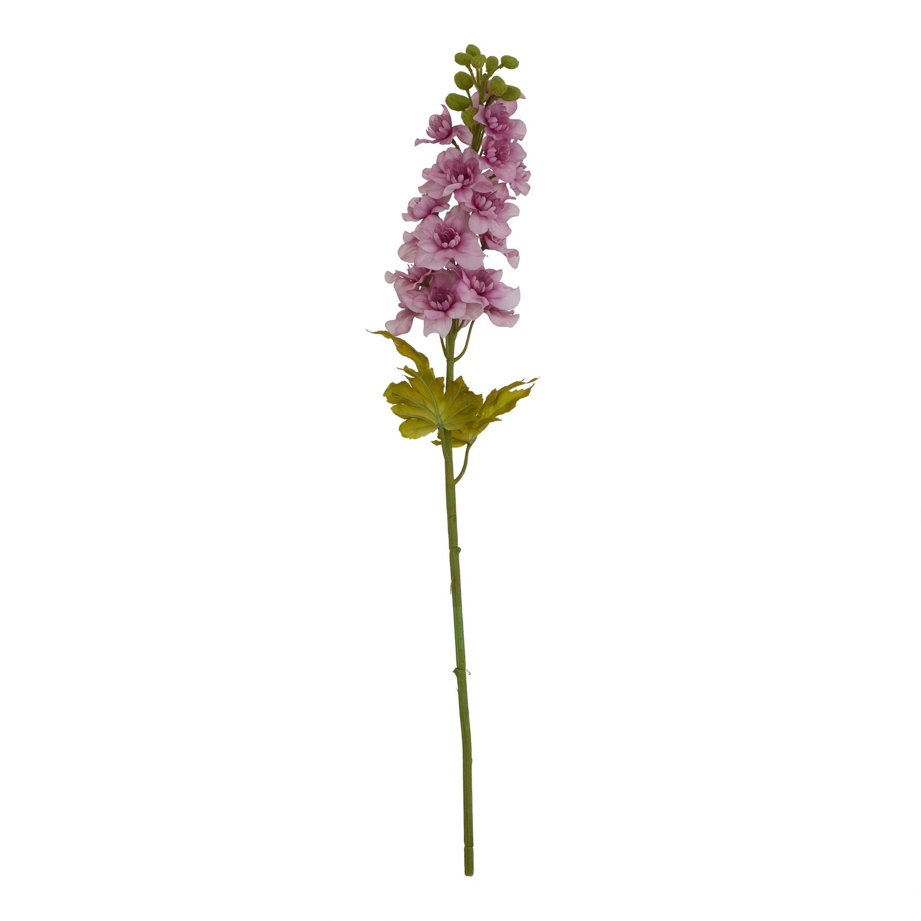 Purple Elatum Delphinium