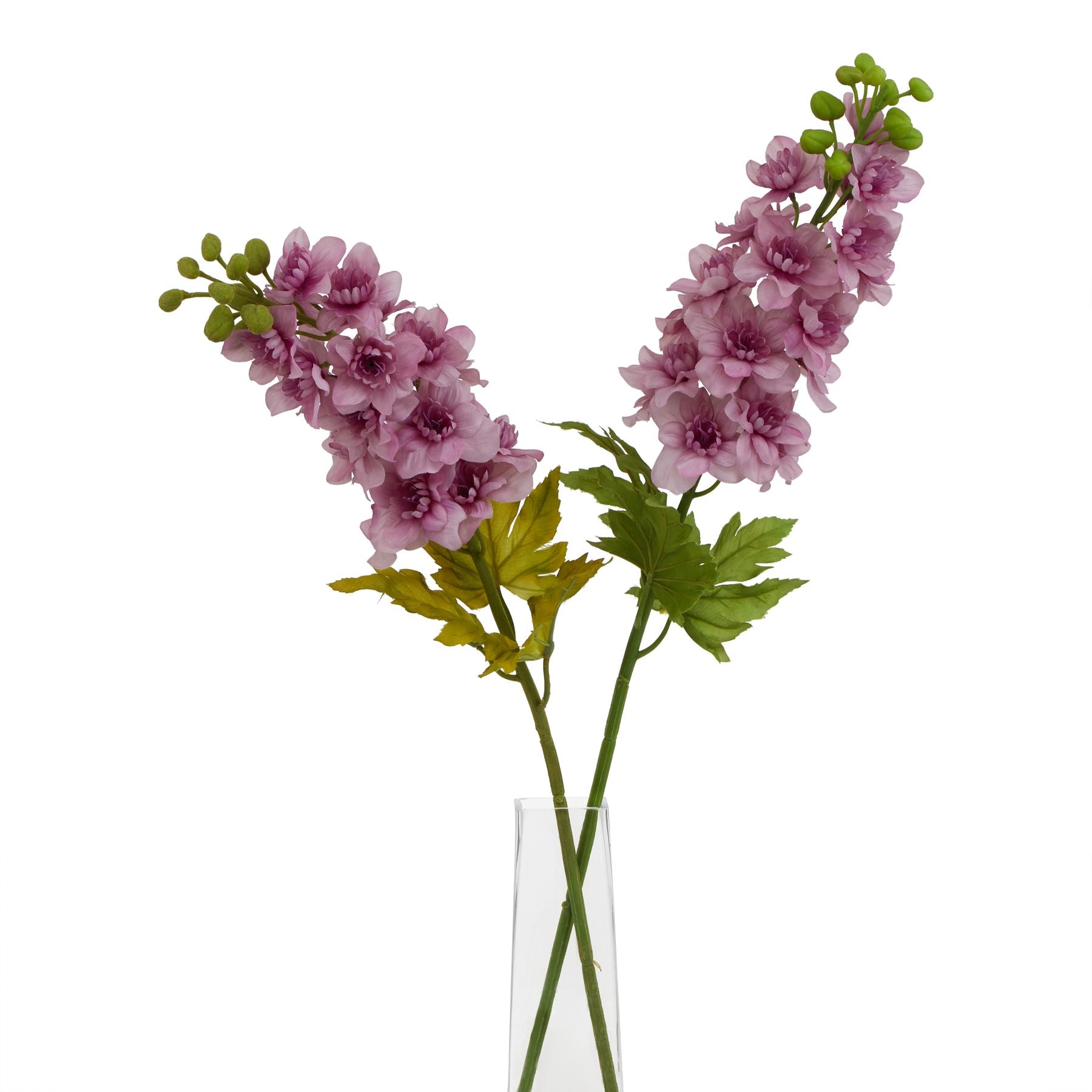 Purple Elatum Delphinium