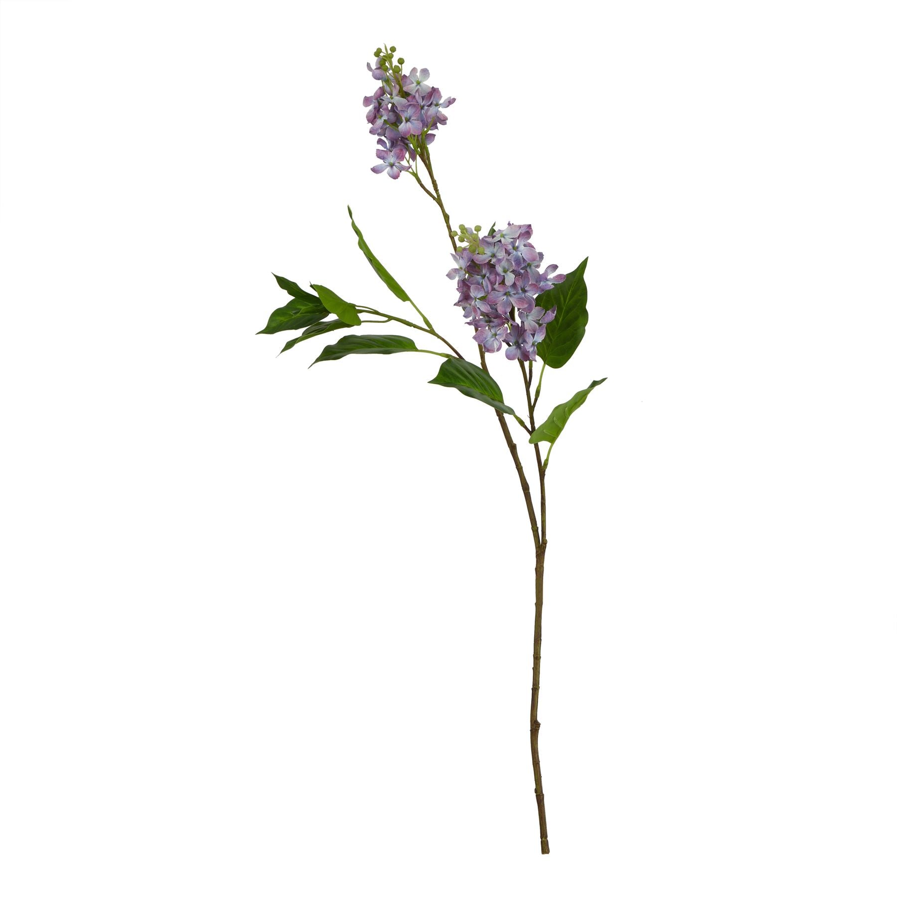 Purple Lilac Stem