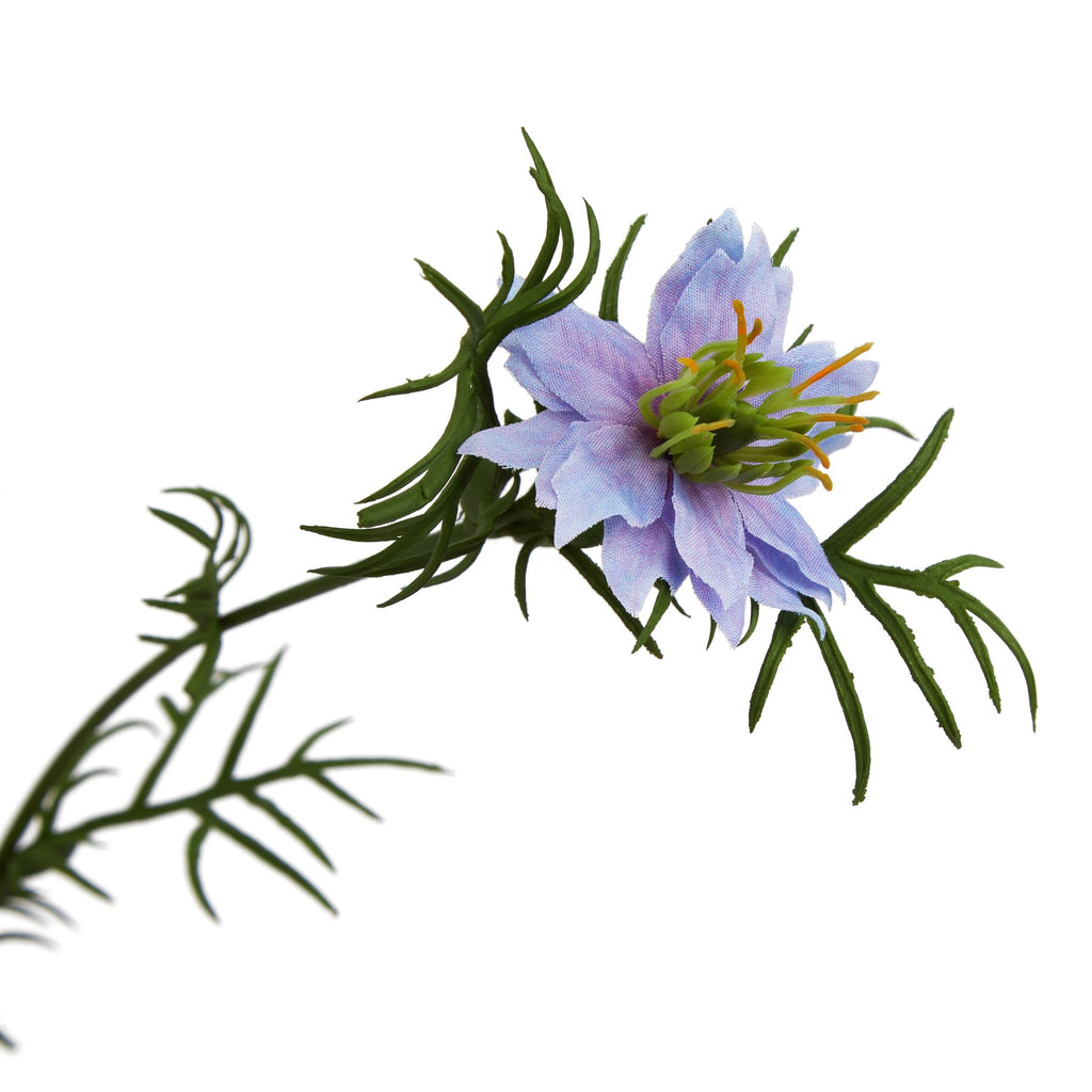 Purple Nigella Love In A Mist