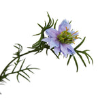 Purple Nigella Love In A Mist