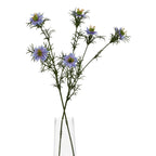 Purple Nigella Love In A Mist
