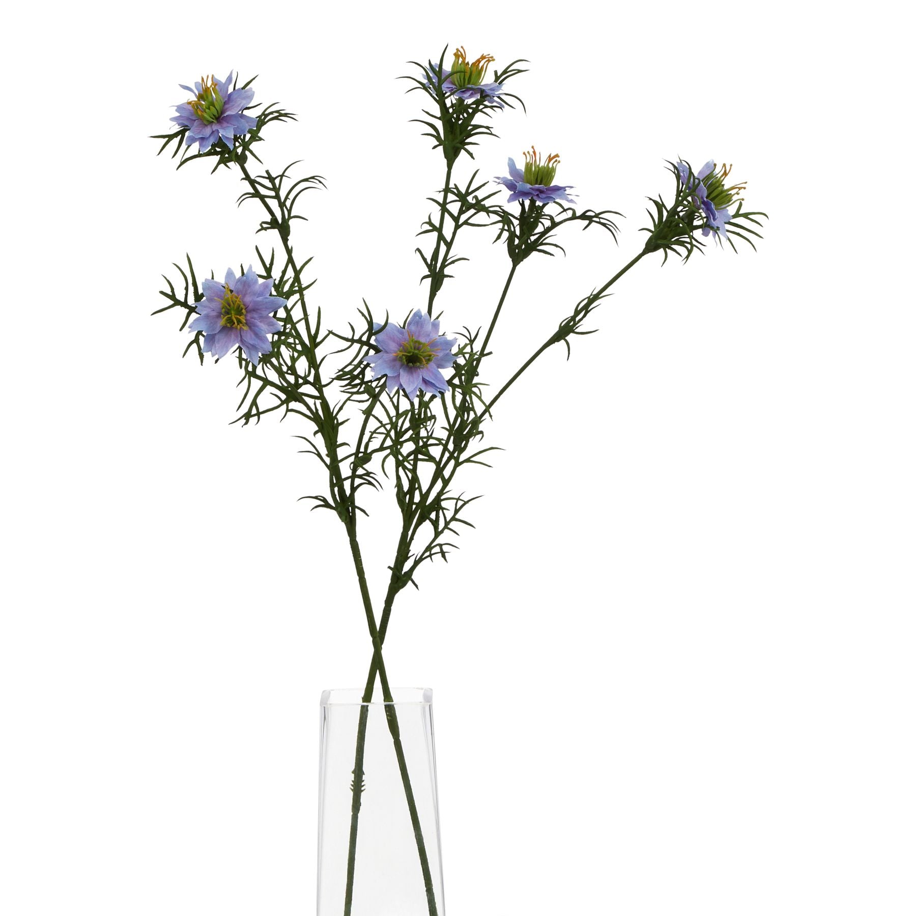 Purple Nigella Love In A Mist