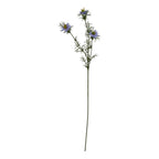 Purple Nigella Love In A Mist
