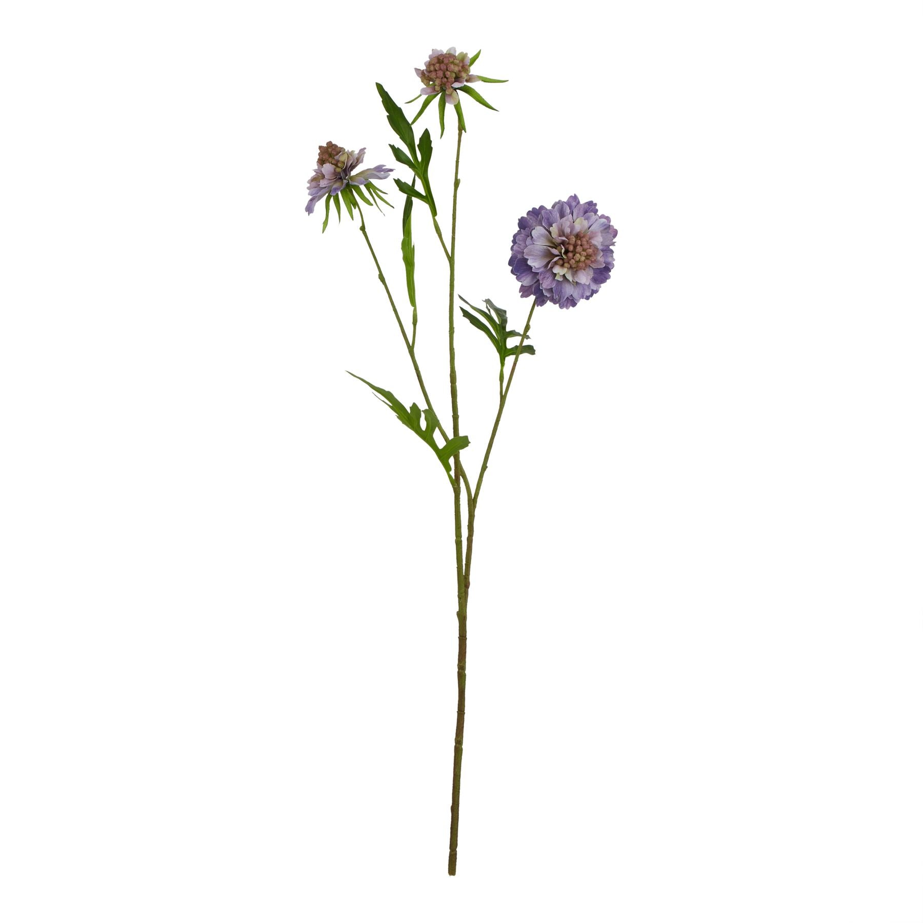 Purple Scabious Stem
