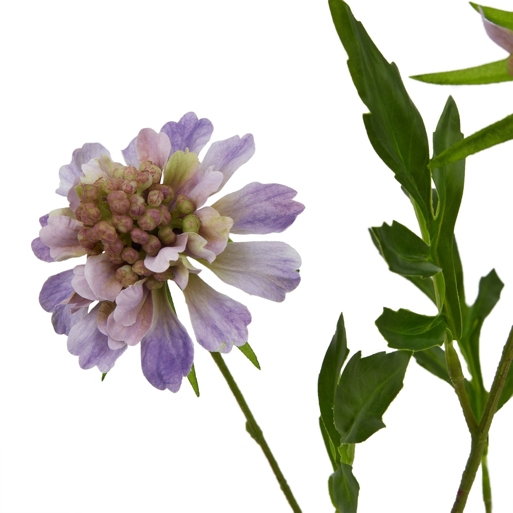 Purple Scabious Stem