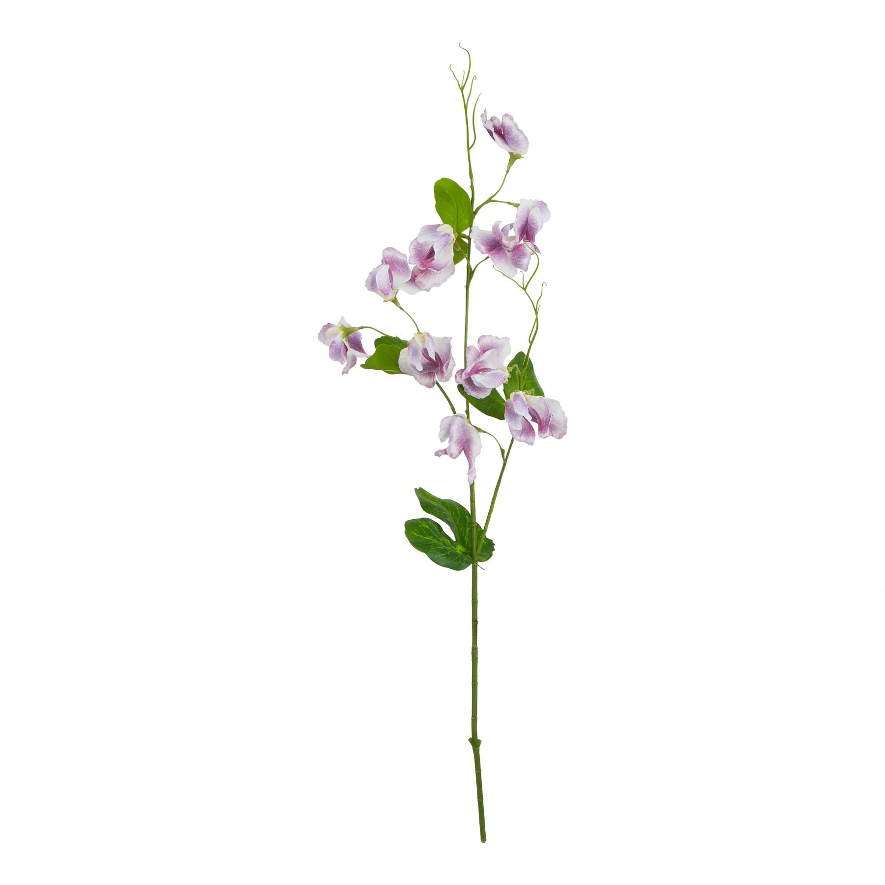 Purple Sweetpea Stem