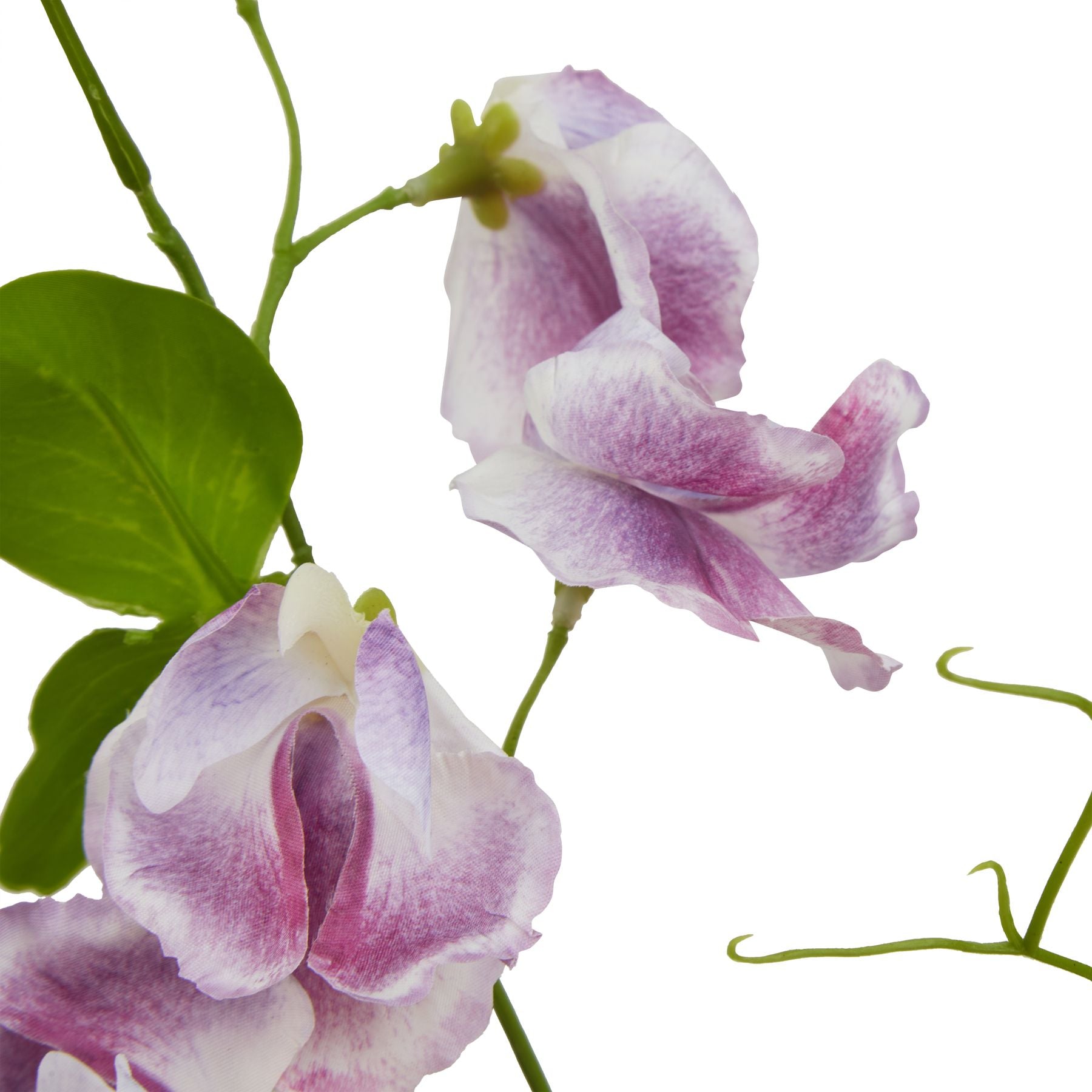 Purple Sweetpea Stem