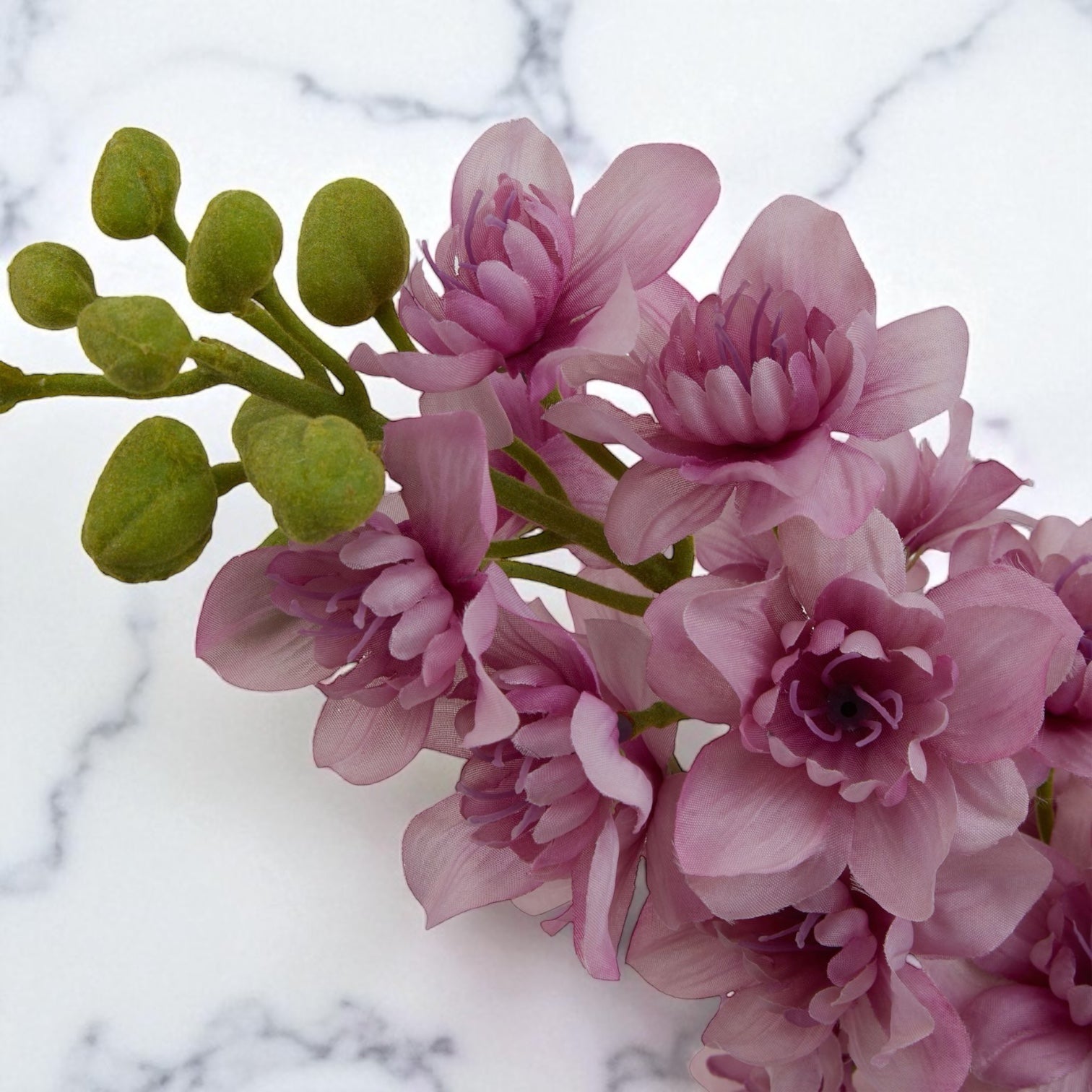 Purple Elatum Delphinium