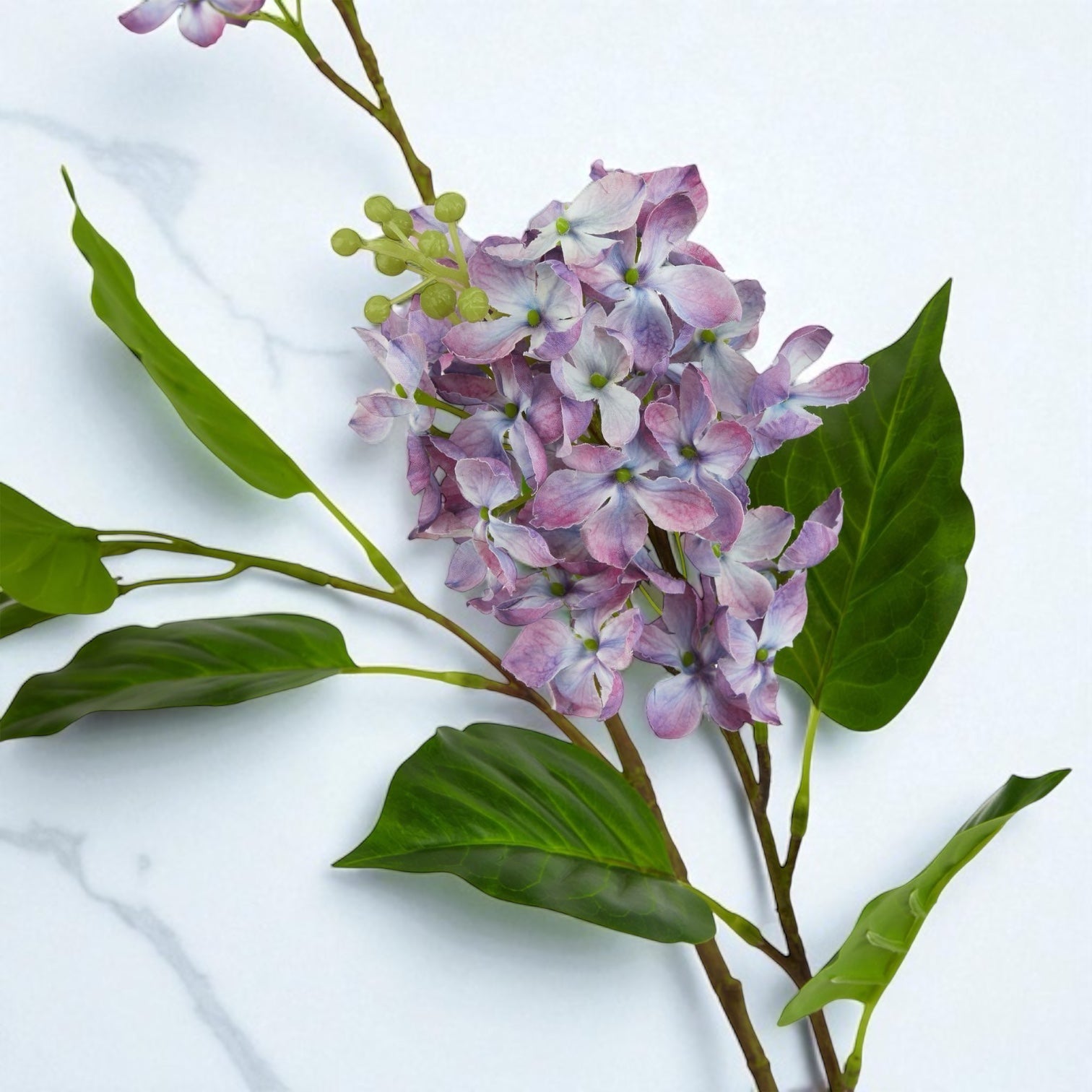 Purple Lilac Stem