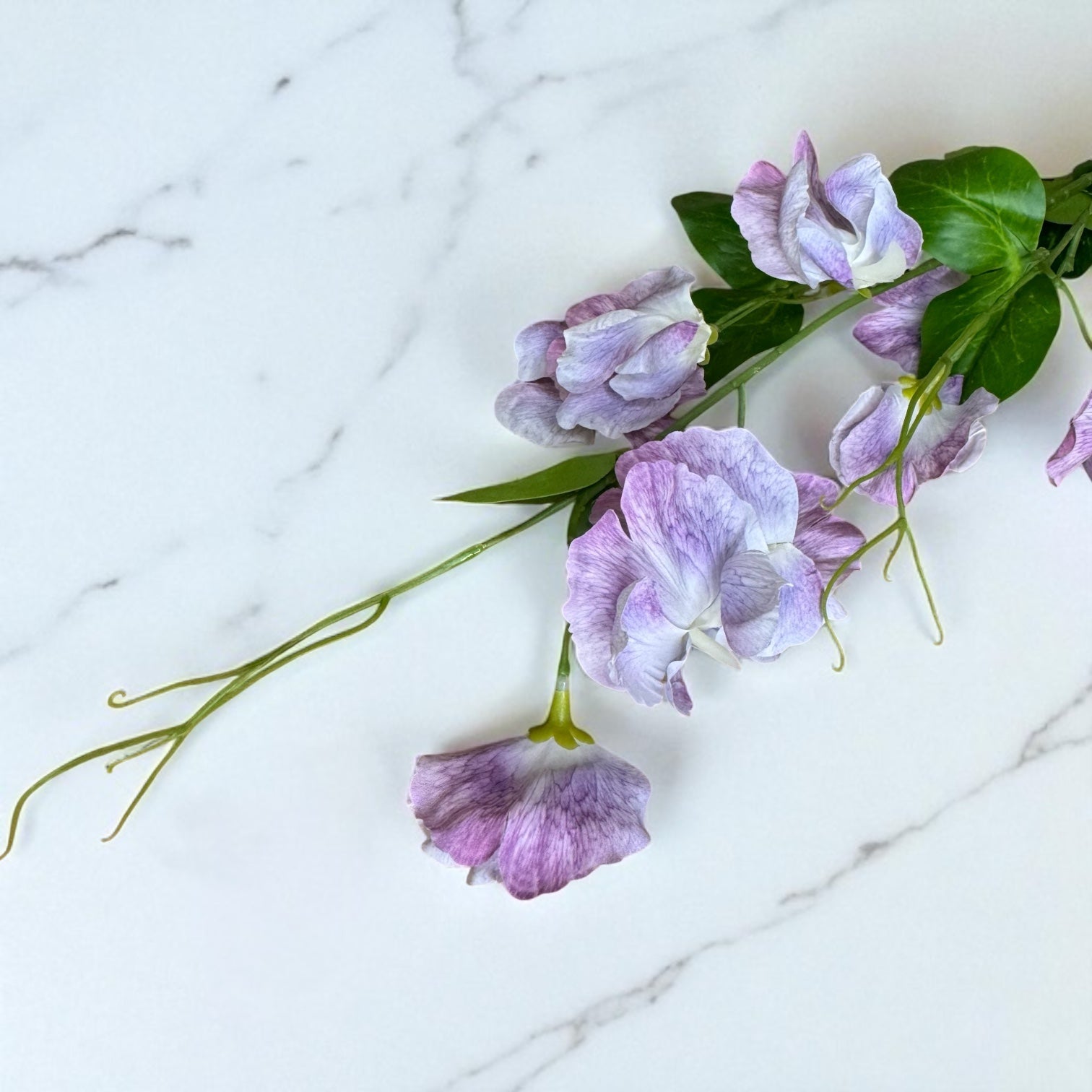 Purple Sweetpea Stem