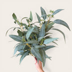 Seeded Eucalyptus Spray