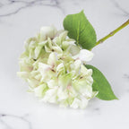 Shabby Green Hydrangea