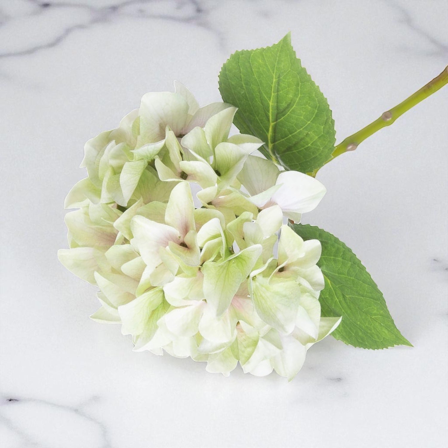 Shabby Green Hydrangea