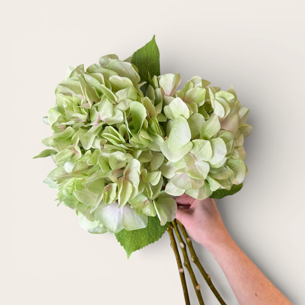 Shabby Green Hydrangea