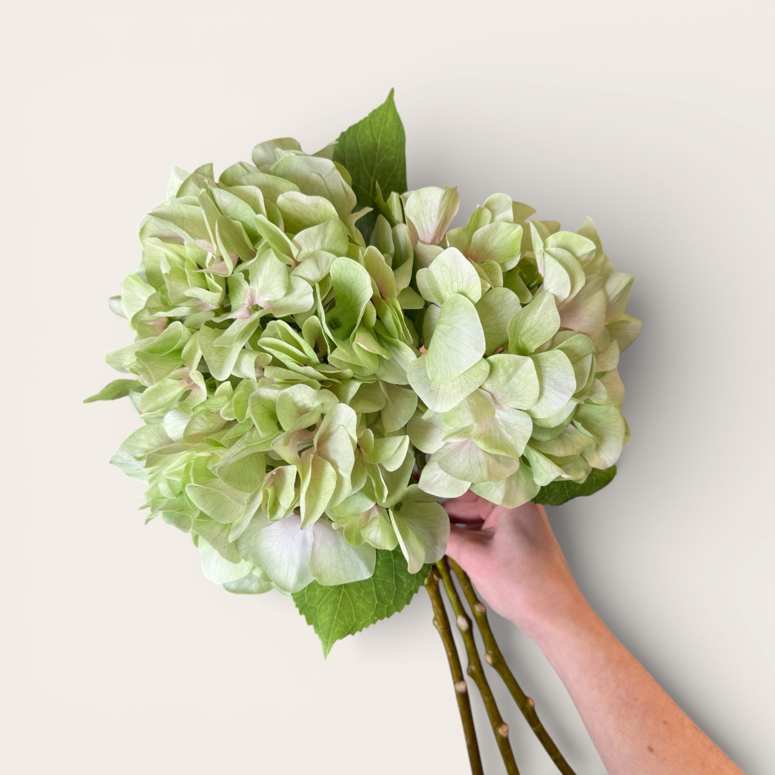 Shabby Green Hydrangea