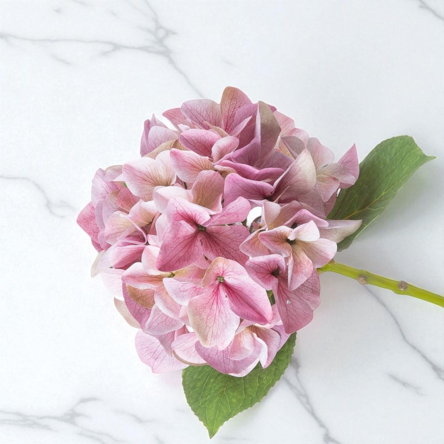 Shabby Pink Hydrangea