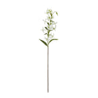 Turks Cap Green Lily Stem