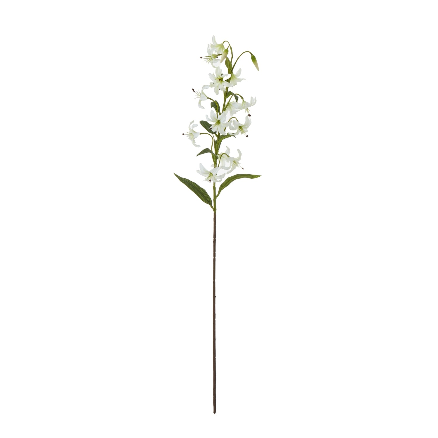Turks Cap Green Lily Stem