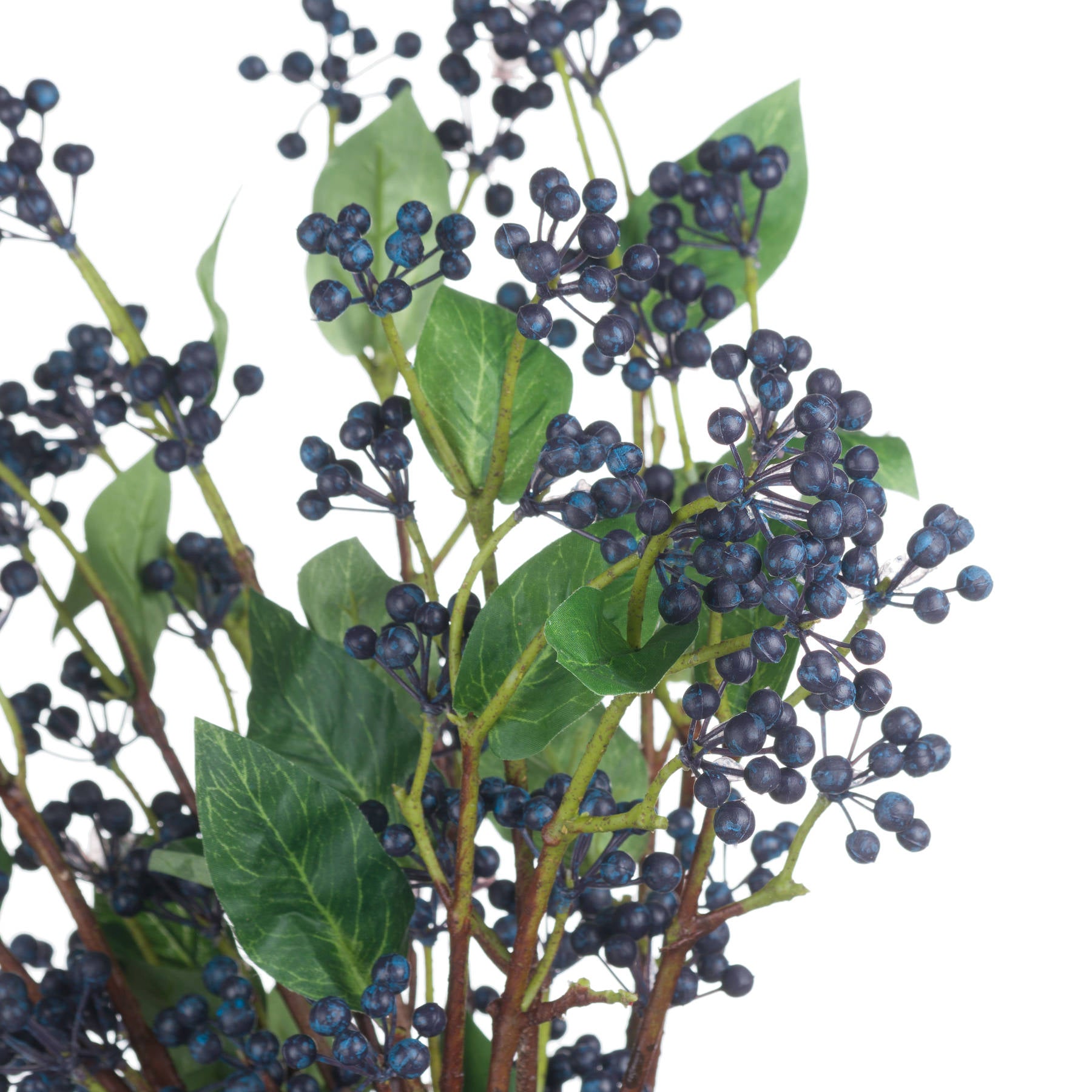 Viburnum Berry Stem