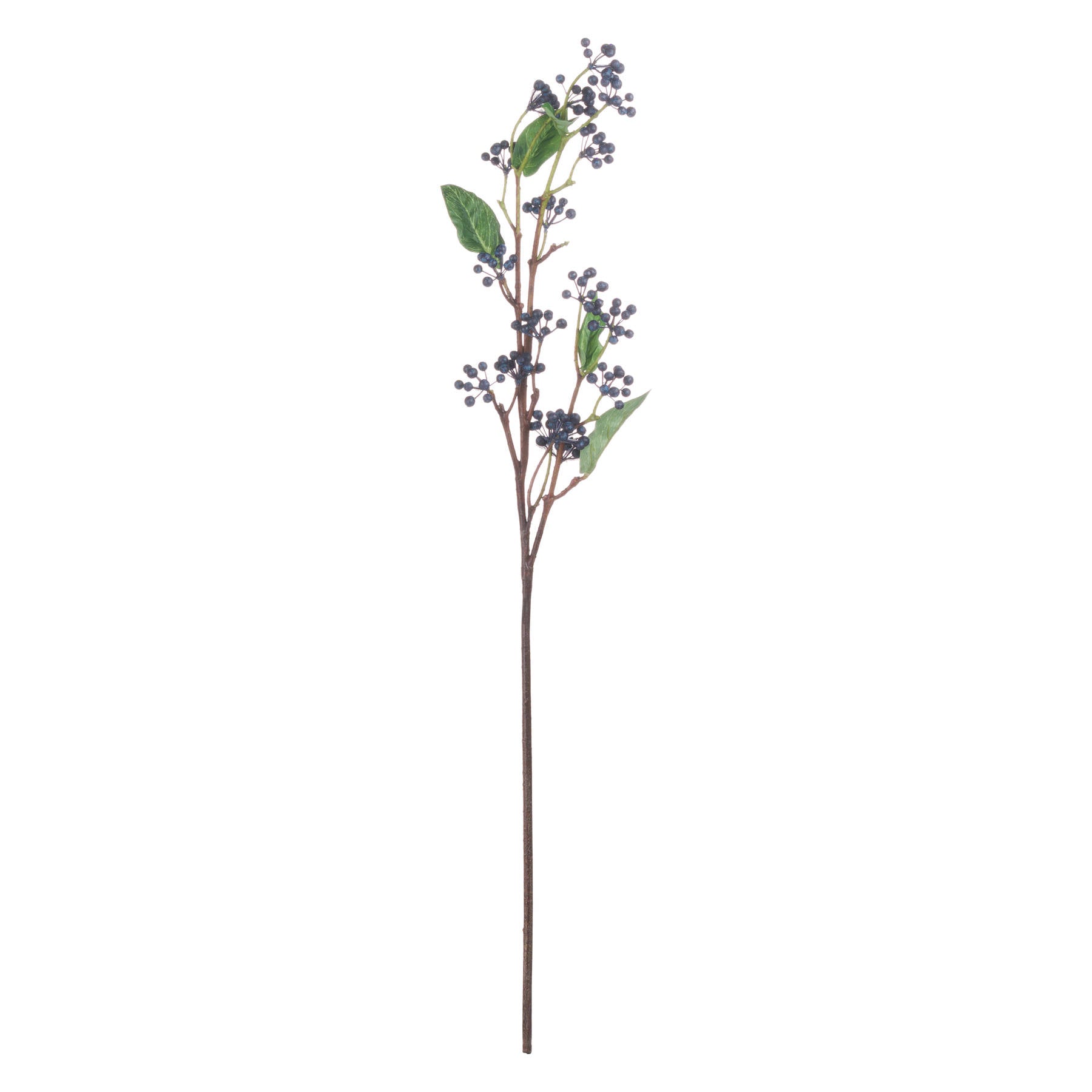 Viburnum Berry Stem