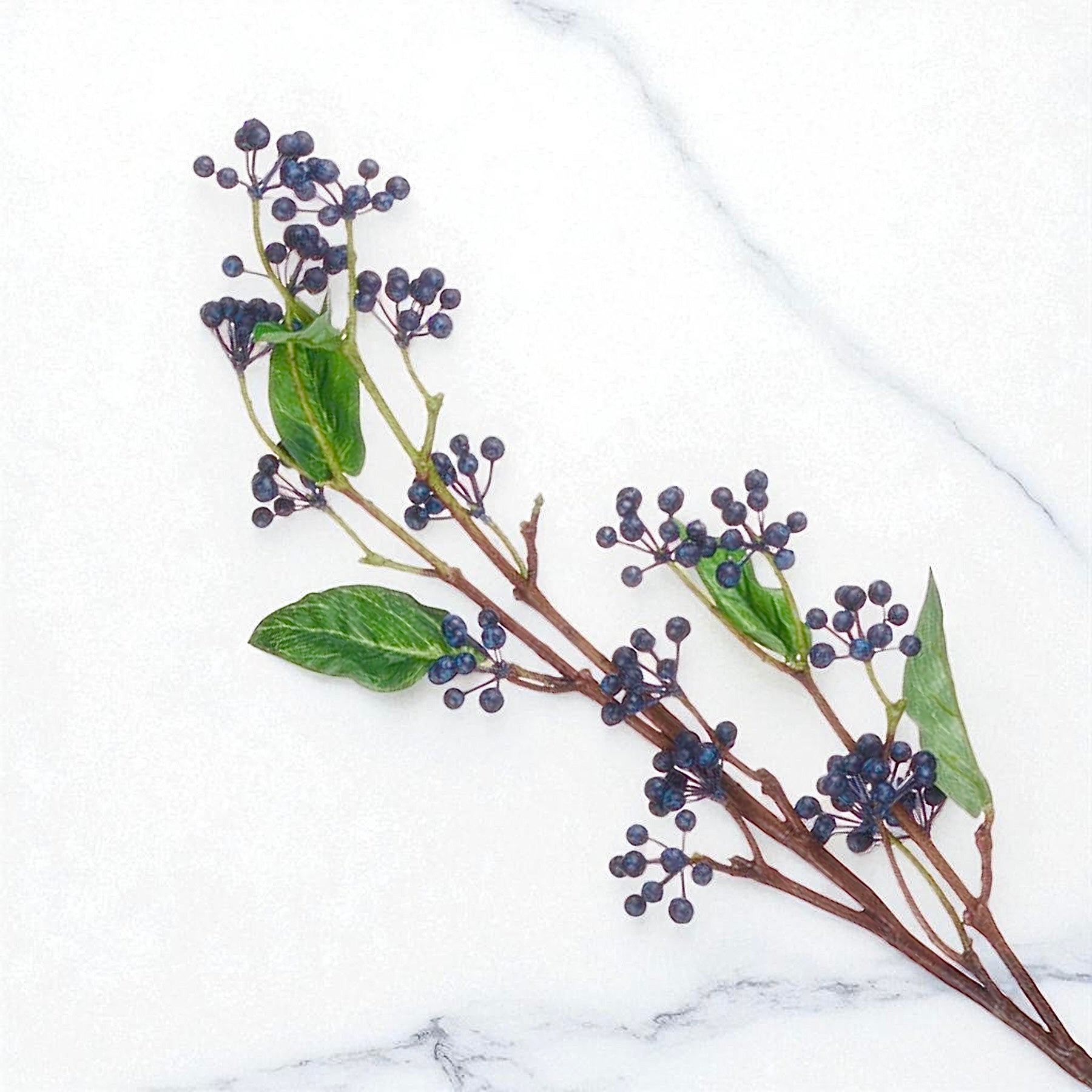 Viburnum Berry Stem