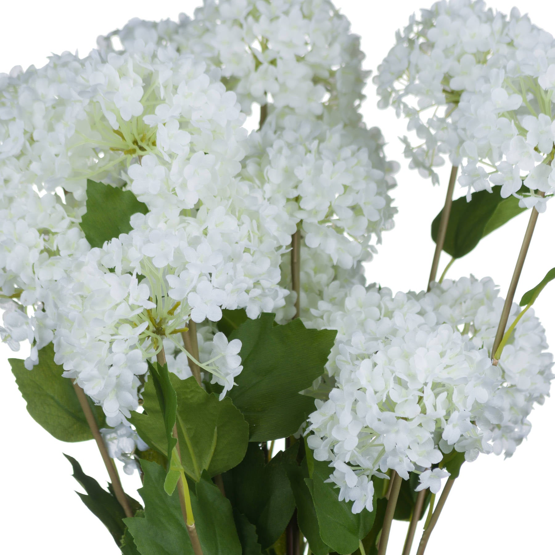 Viburnum Opulus