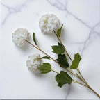 Viburnum Opulus