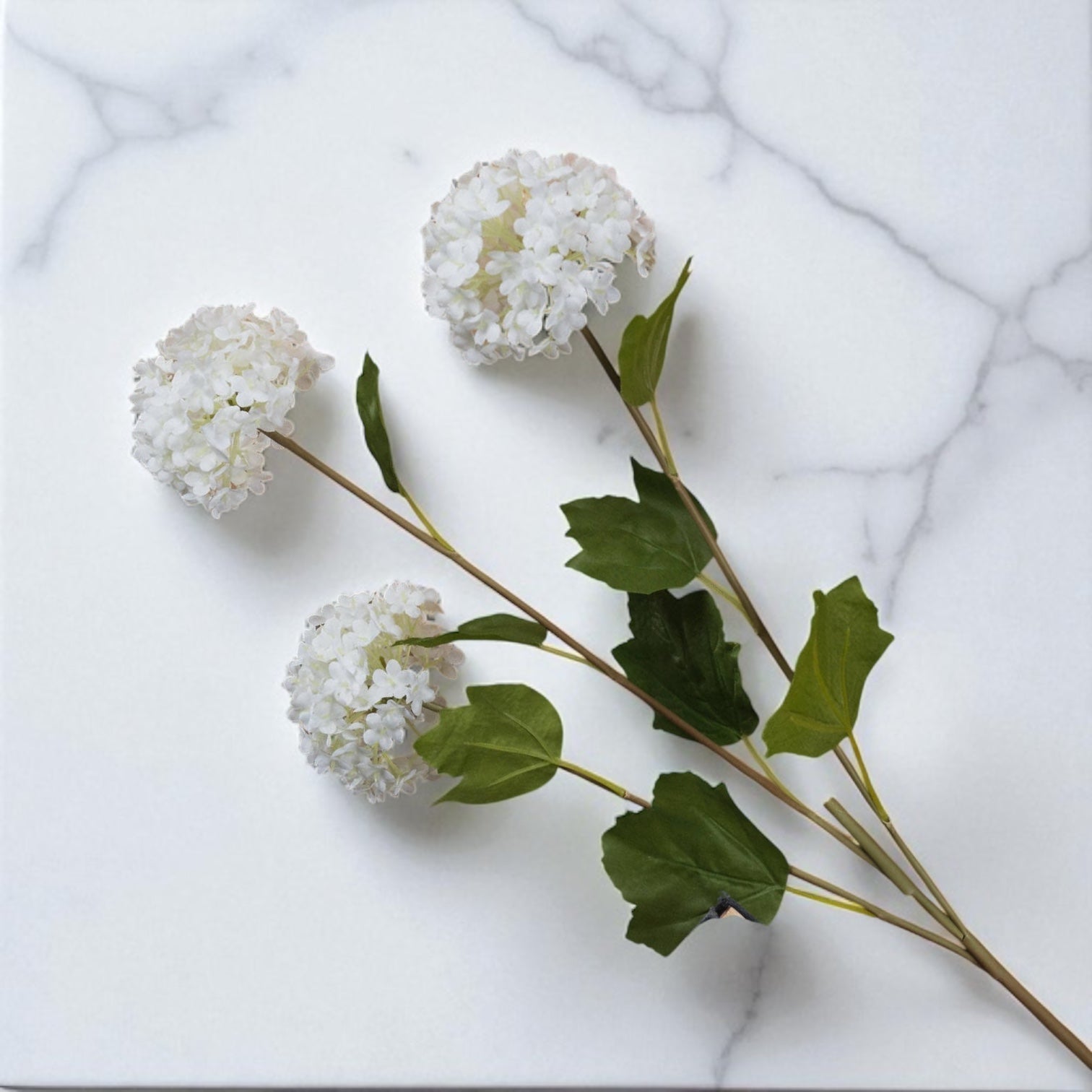 Viburnum Opulus