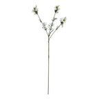 White Nigella Love In A Mist