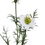White Nigella Love In A Mist
