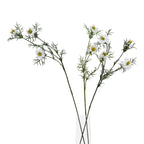 White Nigella Love In A Mist