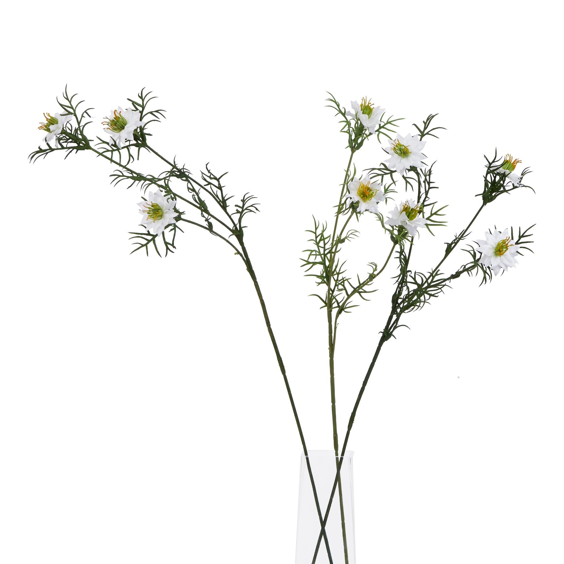 White Nigella Love In A Mist