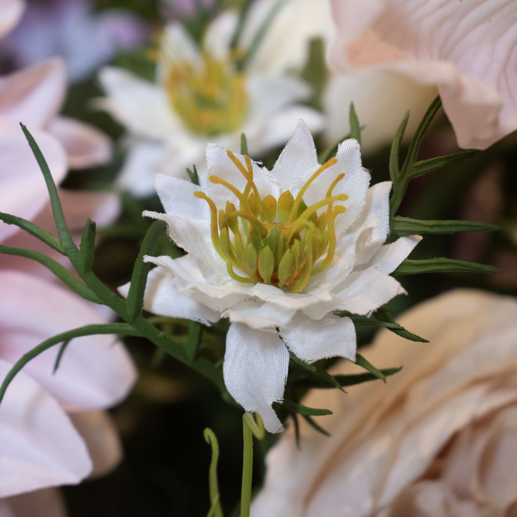 White Nigella Love In A Mist