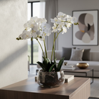 White Orchid in Glass Pot
