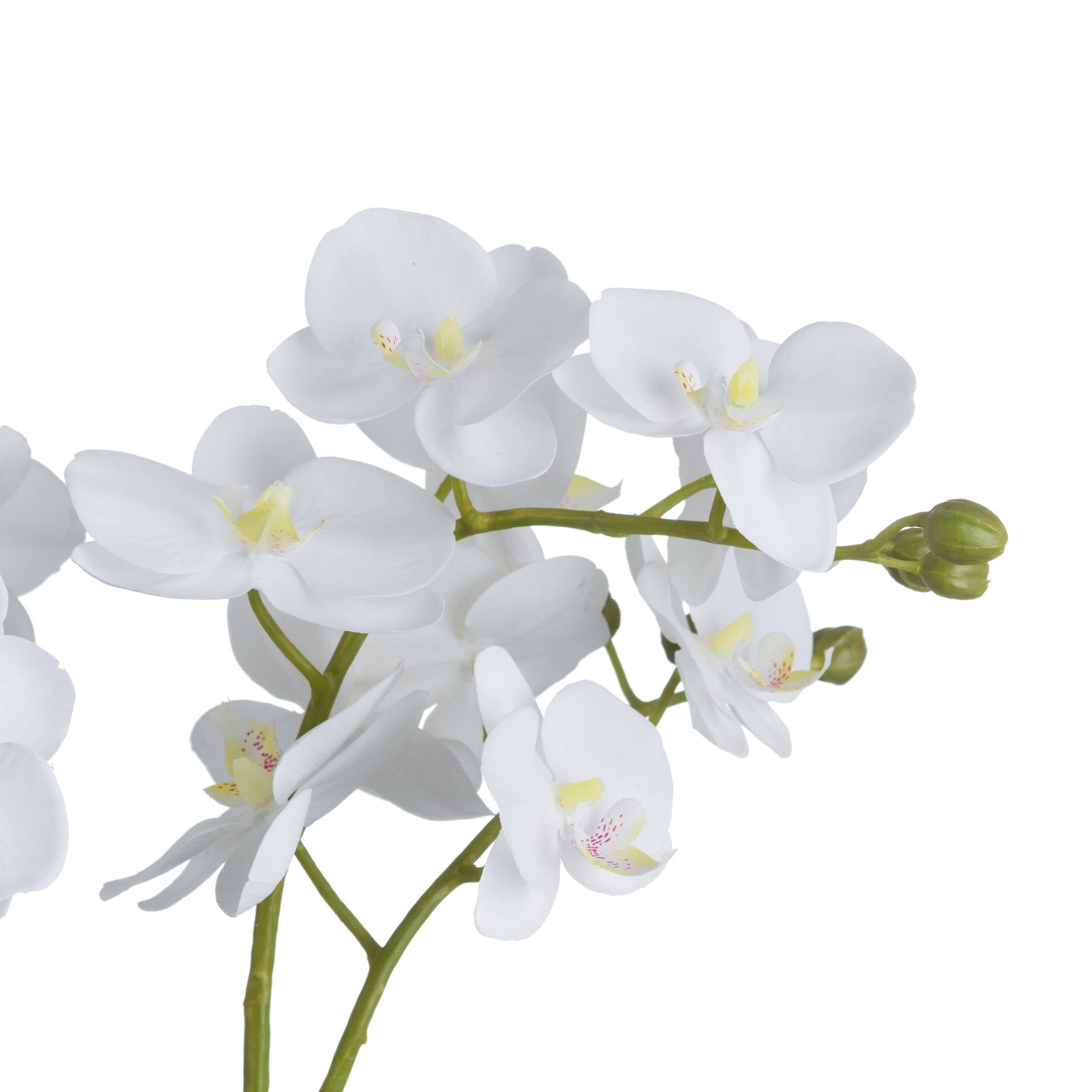 White Orchid in Glass Pot