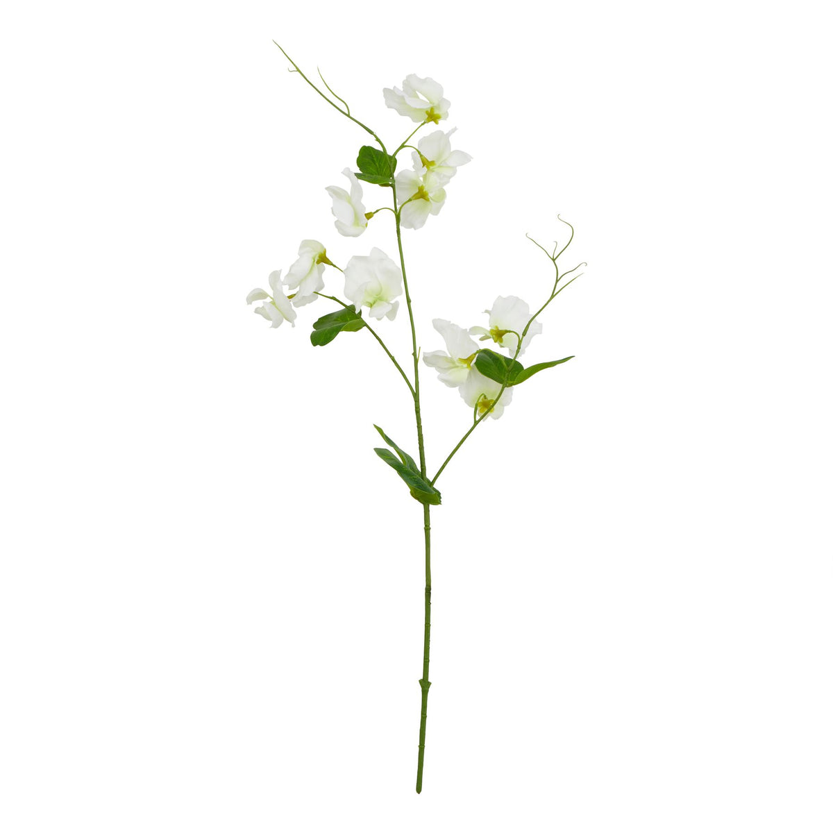 White Sweetpea Stem