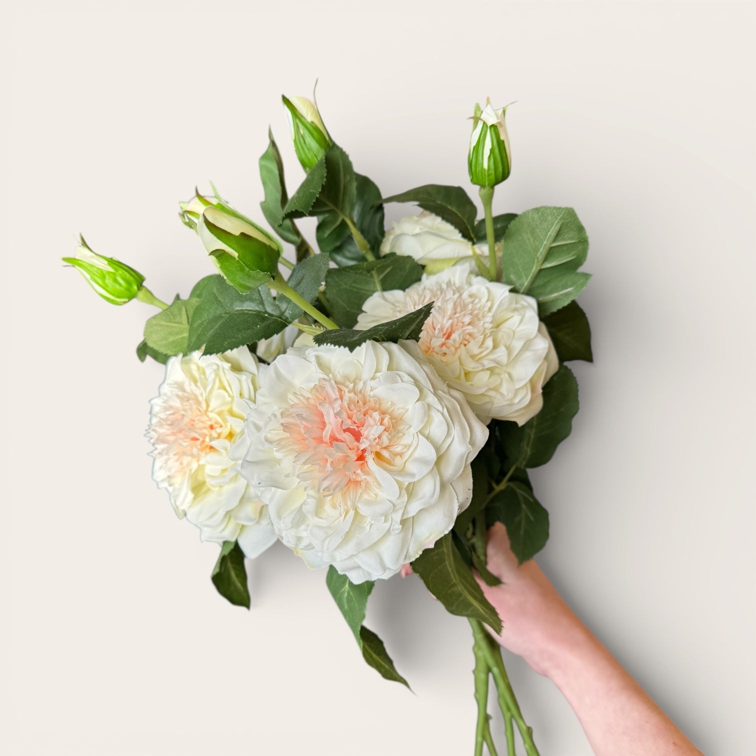 White Garden Rose with Bud